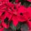 Poinsettia Care And Growing Guide 2023
