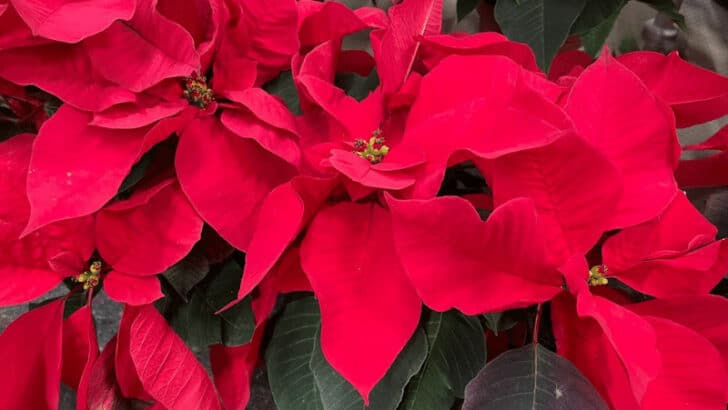 Poinsettia Care And Growing Guide 2023