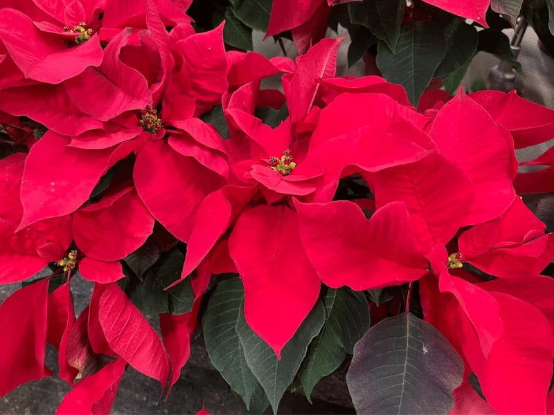 Poinsettia pulcherrima