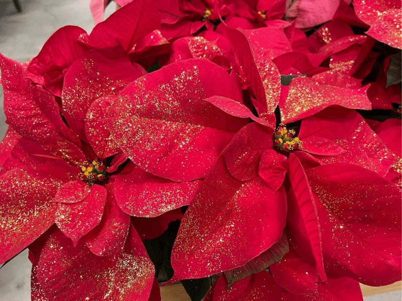 Poinsettia with golden glitter applied