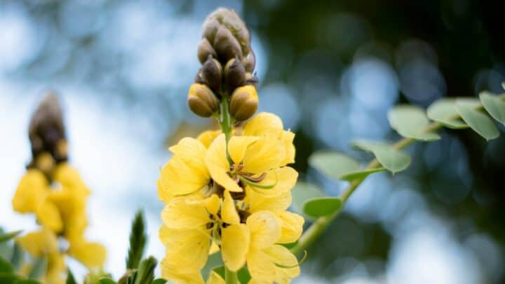 Popcorn Cassia (Senna didymobotrya) — In-Depth Care Guide