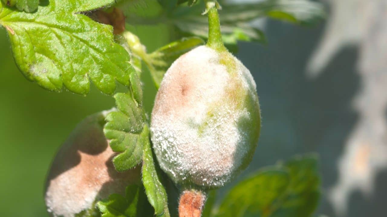 Powdery Mildew Disease Identification Control Prevention 3787