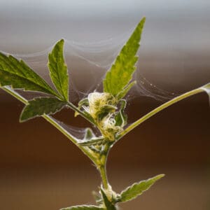 Signs of malnutrition as well as leaf spotting often leads. back to a spider mite infestation