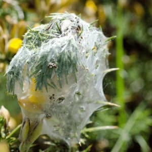 Spider mites are often brought in with plants but also via clothes, shoes and animals such as cats and dogs