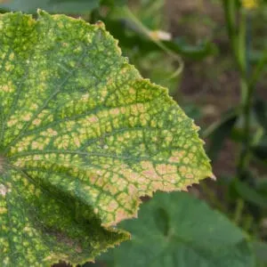 Spider mites lead to large discoloured areas on the foliage of plants
