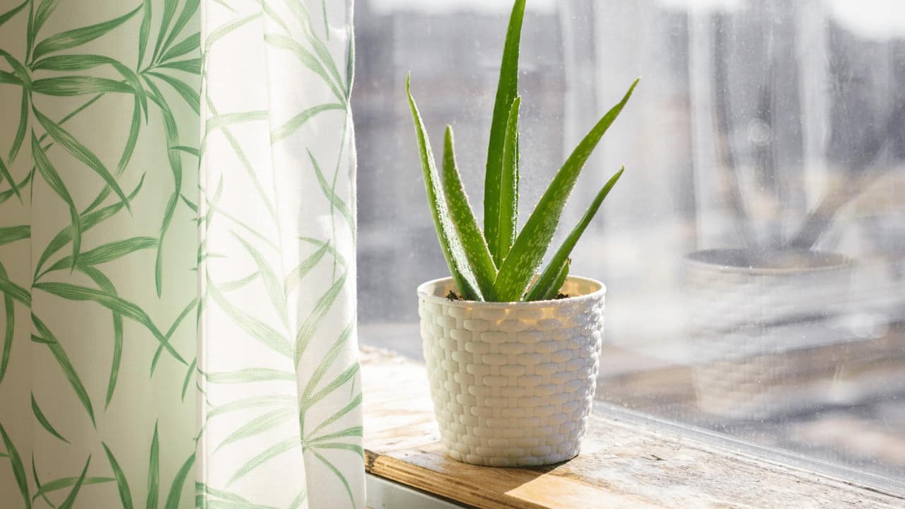The Best Pot for Aloe Plants