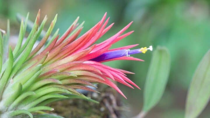 Tillandsia Ionantha Care Made Easy — Our Best Tips!