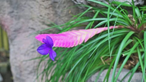 Tillandsia Cyanea Care – Did you know that…?
