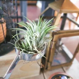 Tillandsia do not grow in size