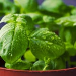 What Causes White Spots on Basil