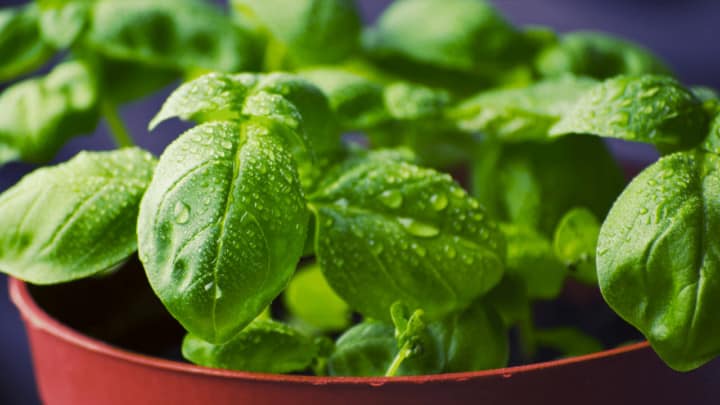 5 Causes For White Spots on Basil & Remedies!