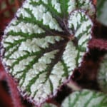 What Causes White Spots on Begonia Leaves