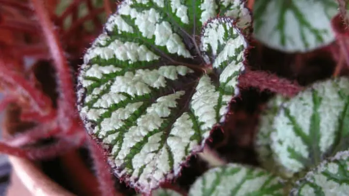 White Spots on Begonia Leaves &mdash; Reasons & Remedies