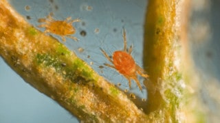 What Kills Spider Mites