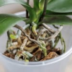 What Potting Mix Should Be Used for Orchids