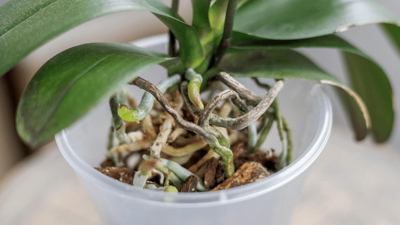 What Potting Mix Should Be Used for Orchids?