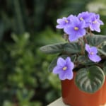 What Potting Mix to Use for African Violets