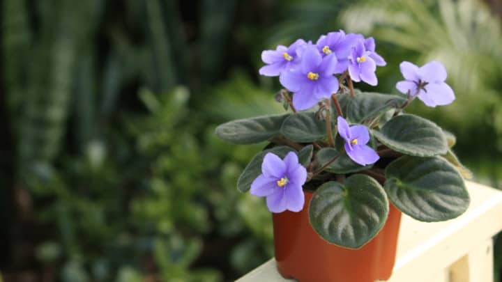 What Potting Mix to Use for African Violets – The Answer!