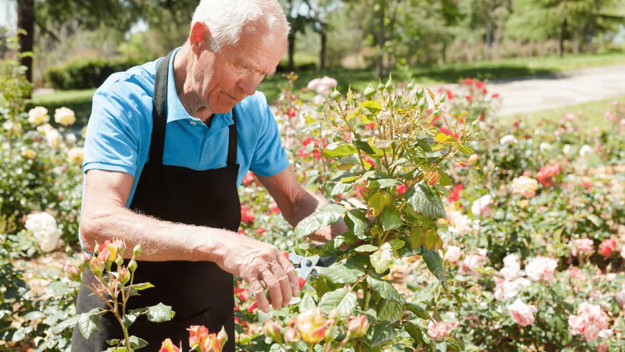 When and How to Prune Roses