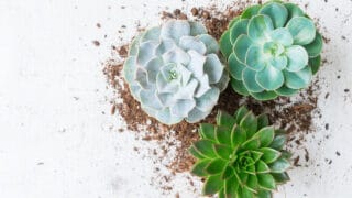 When to repot succulents