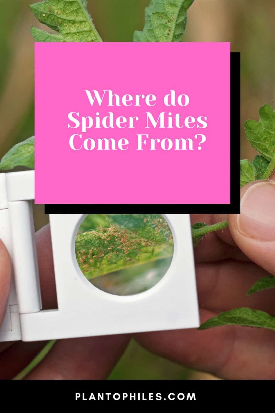 Where do Spider Mites Come From
