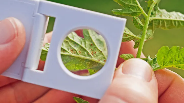 Where Do Spider Mites Come From – 7 Sources!