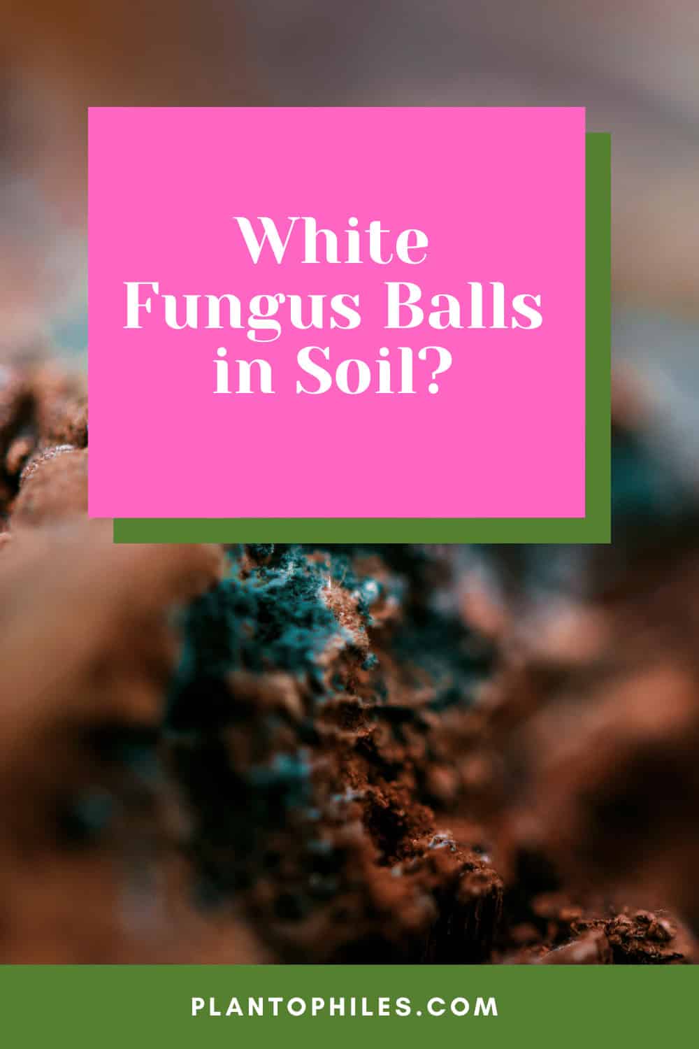 White Fungus Balls in Soil