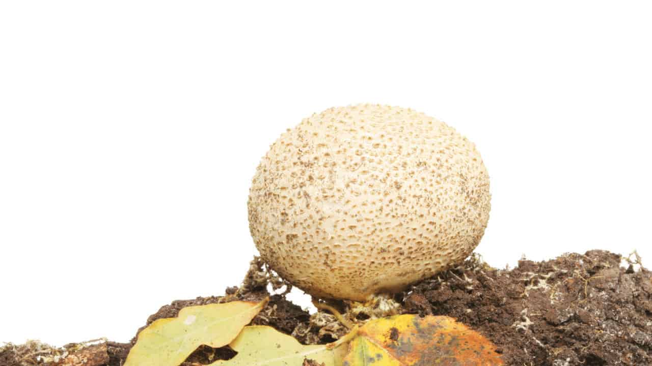 Small White Fungus Balls In Soil