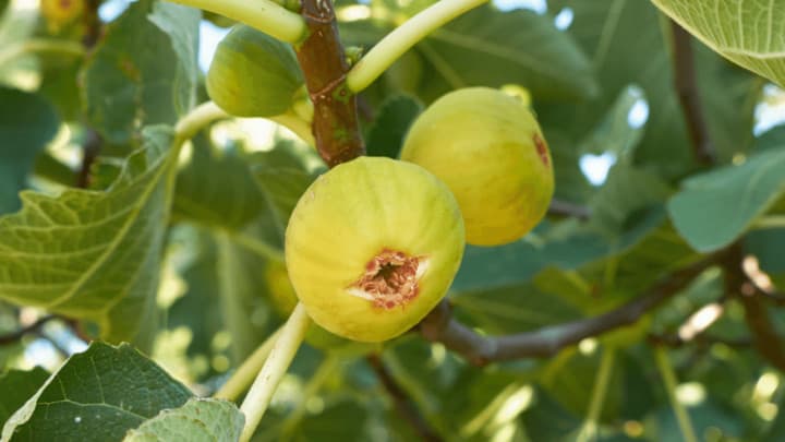 White Marseilles Fig Care – Get Amazing Figs!