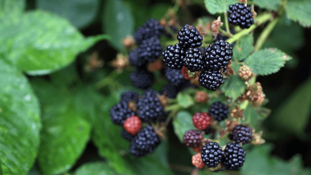 why-are-there-white-spots-on-my-blackberries