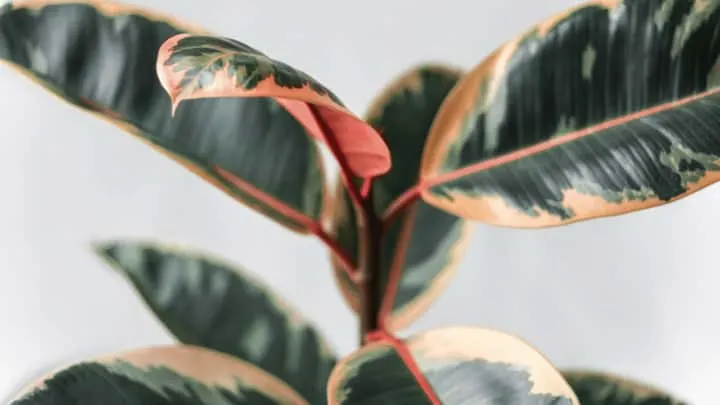 9 Causes for White Spots on Rubber Plants