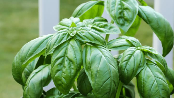 Why Are the Leaves of My Basil Curling? Read This!