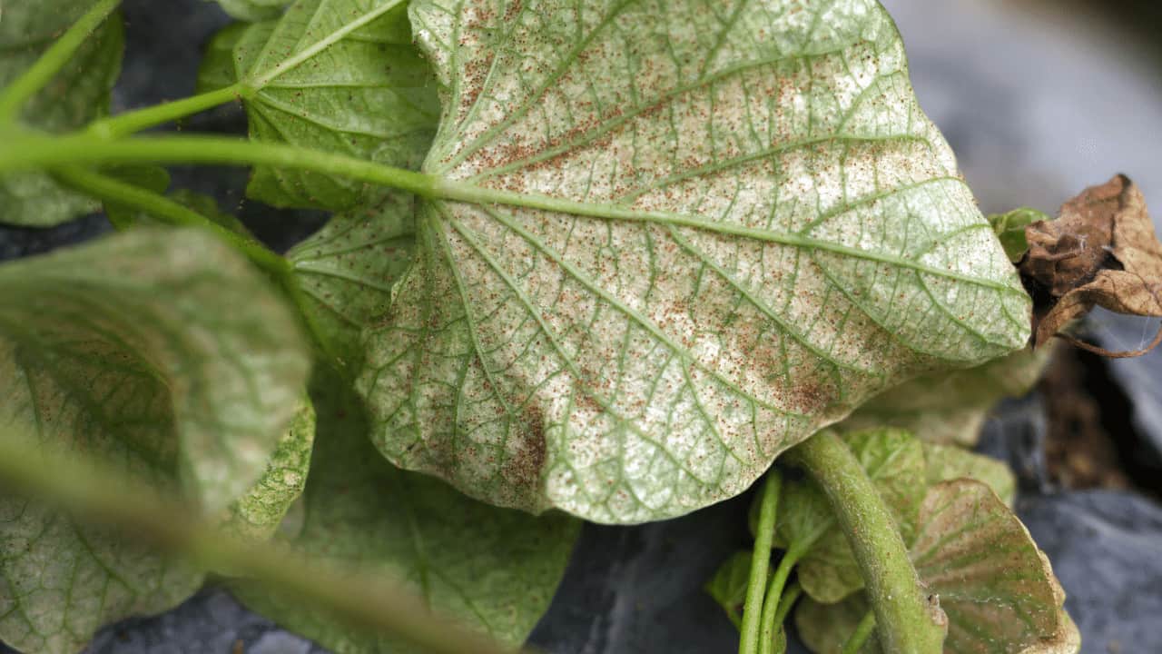 Why Do Spider Mites Keep Coming Back