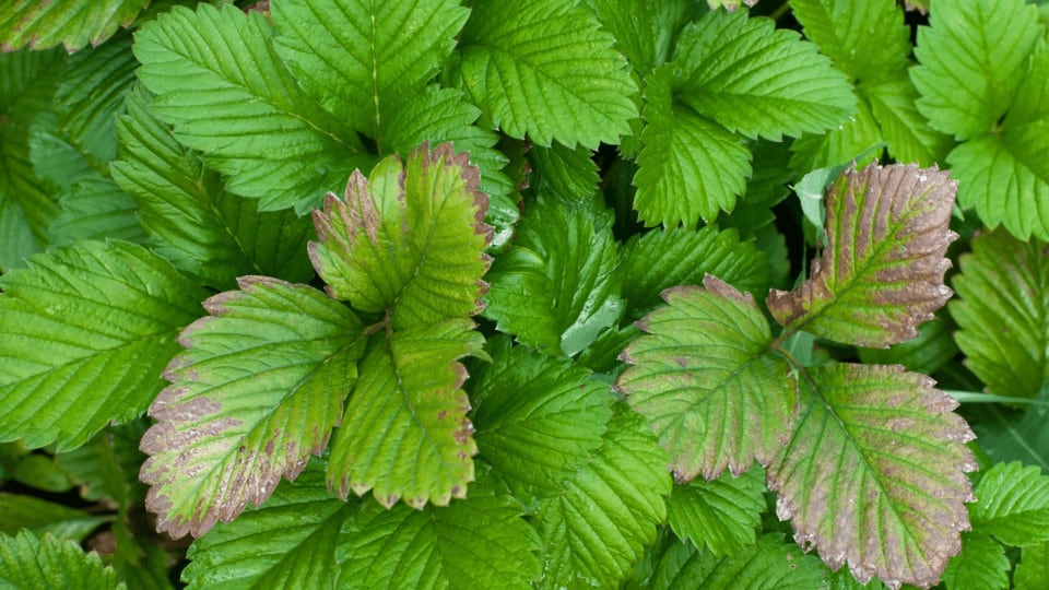 4 Reasons Why Strawberry Leaves Turn Brown