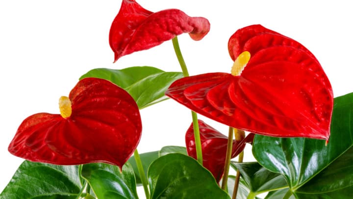 Will Anthurium Rebloom? Let’s find out!