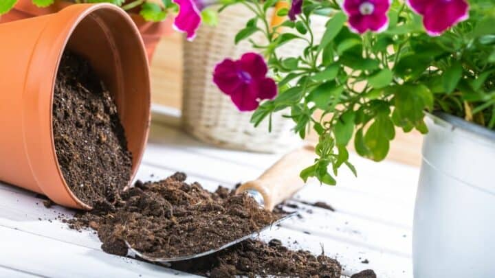 Can you Use Potting Soil in the Garden – Let’s See!