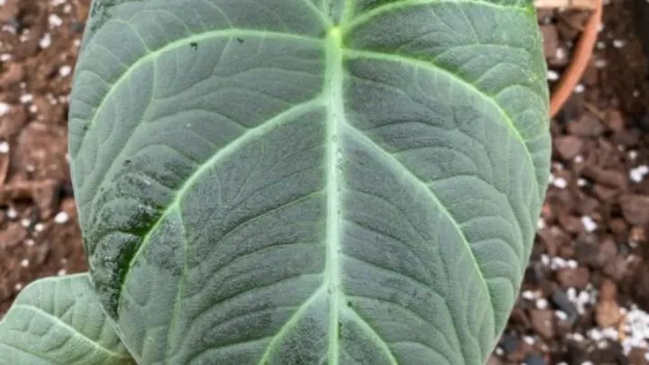 Alocasia Maharani Care &ndash; What you need to know!