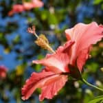 How to Overwinter Hibiscus - #1 Best Secrets Revealed! 4