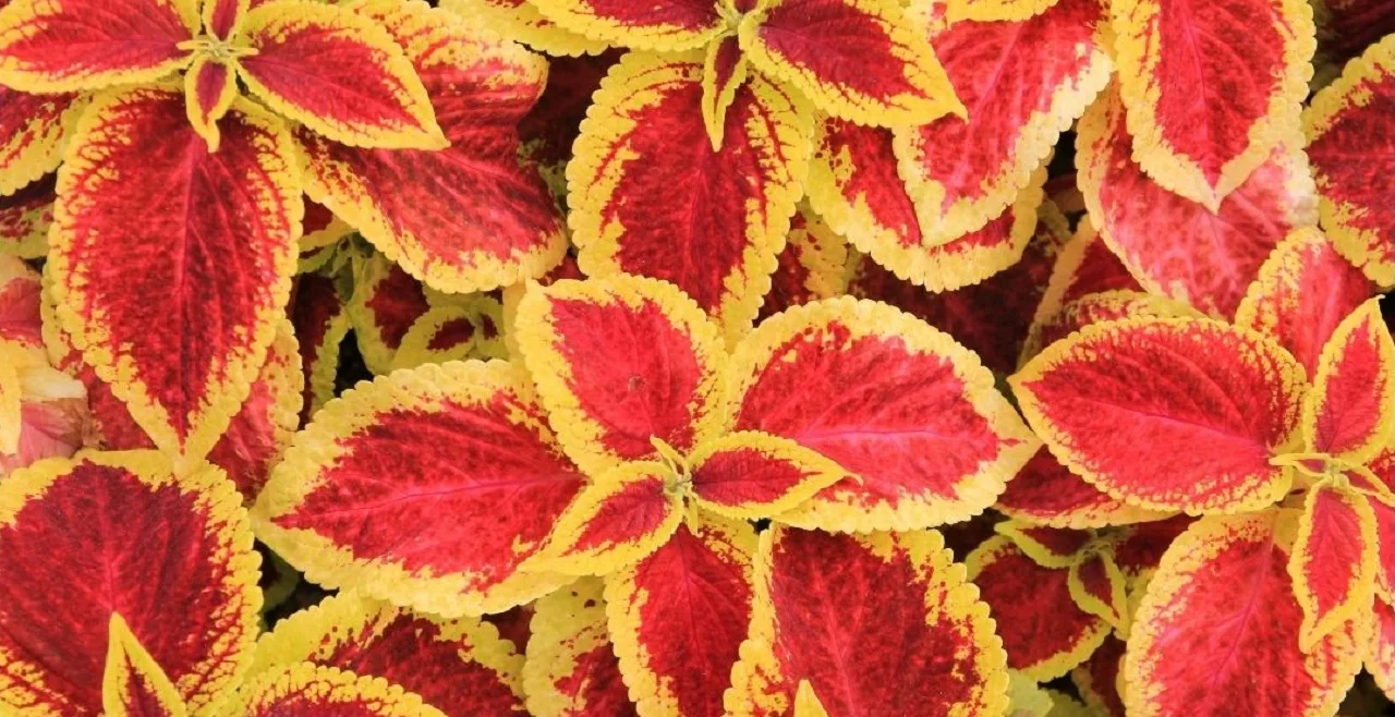 10 Best Houseplants With Red Leaves - Who Are They? 4