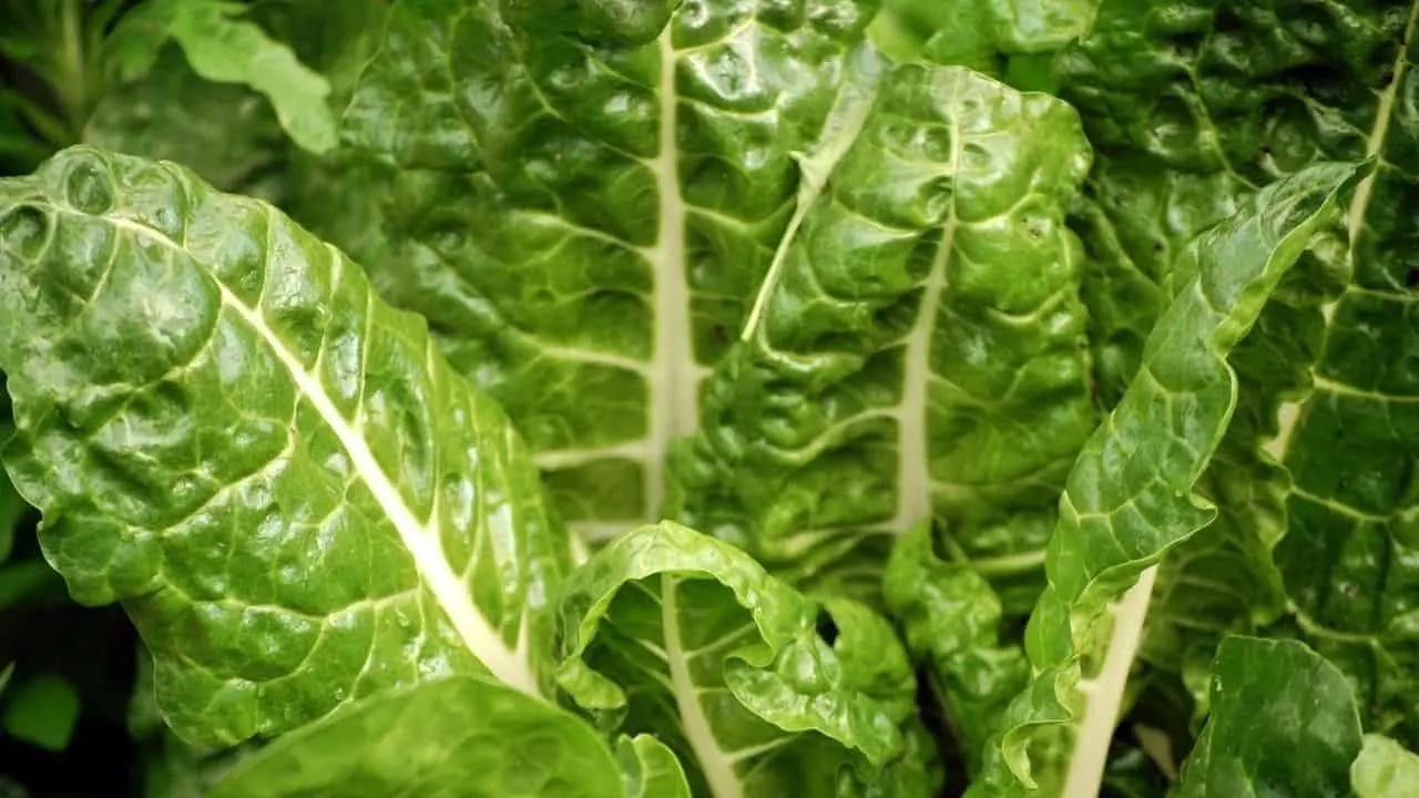11 Popular Vegetables to Grow Yourself 9