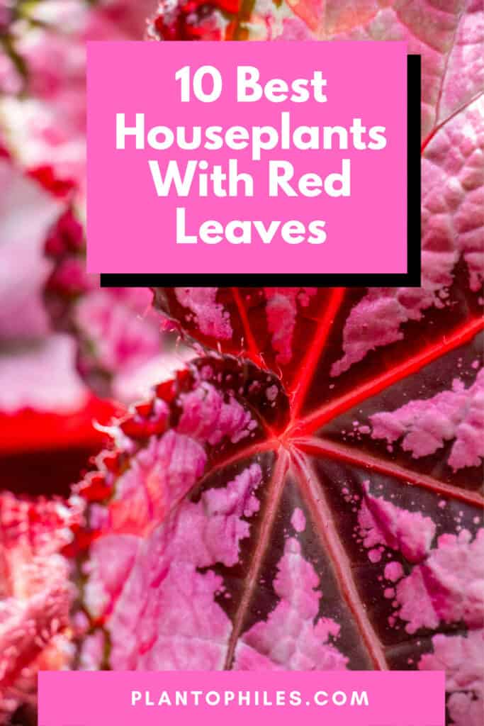 10 Best Houseplants With Red Leaves