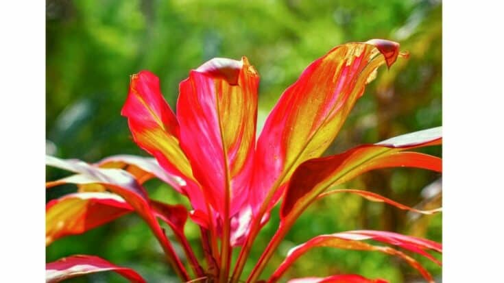 Top 10 House Plants With Red Leaves