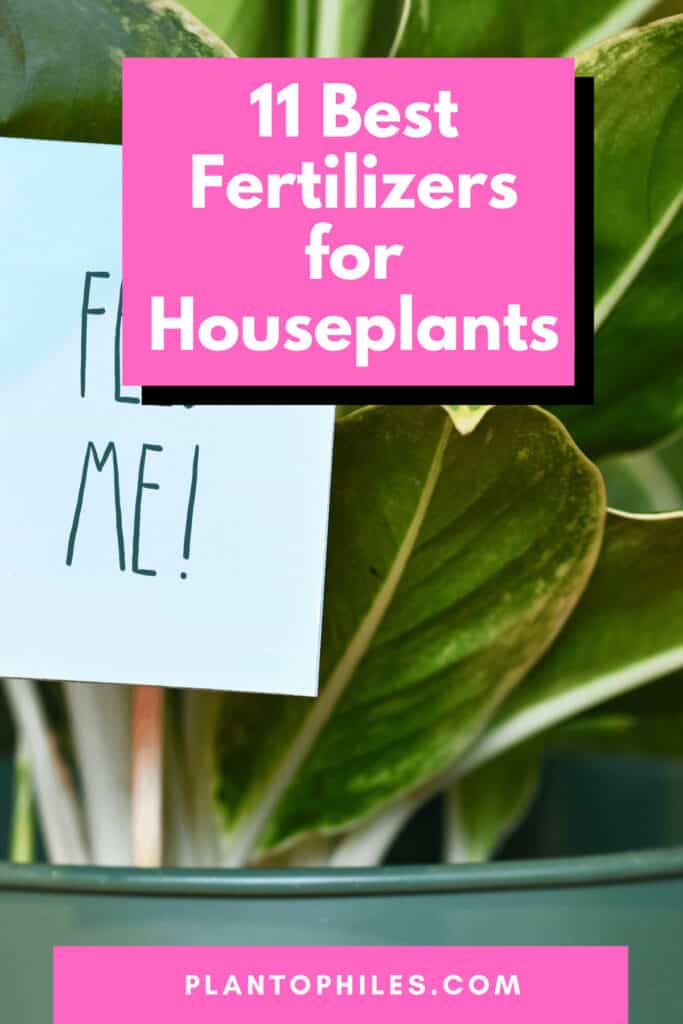 11 Best Fertilizers for Houseplants