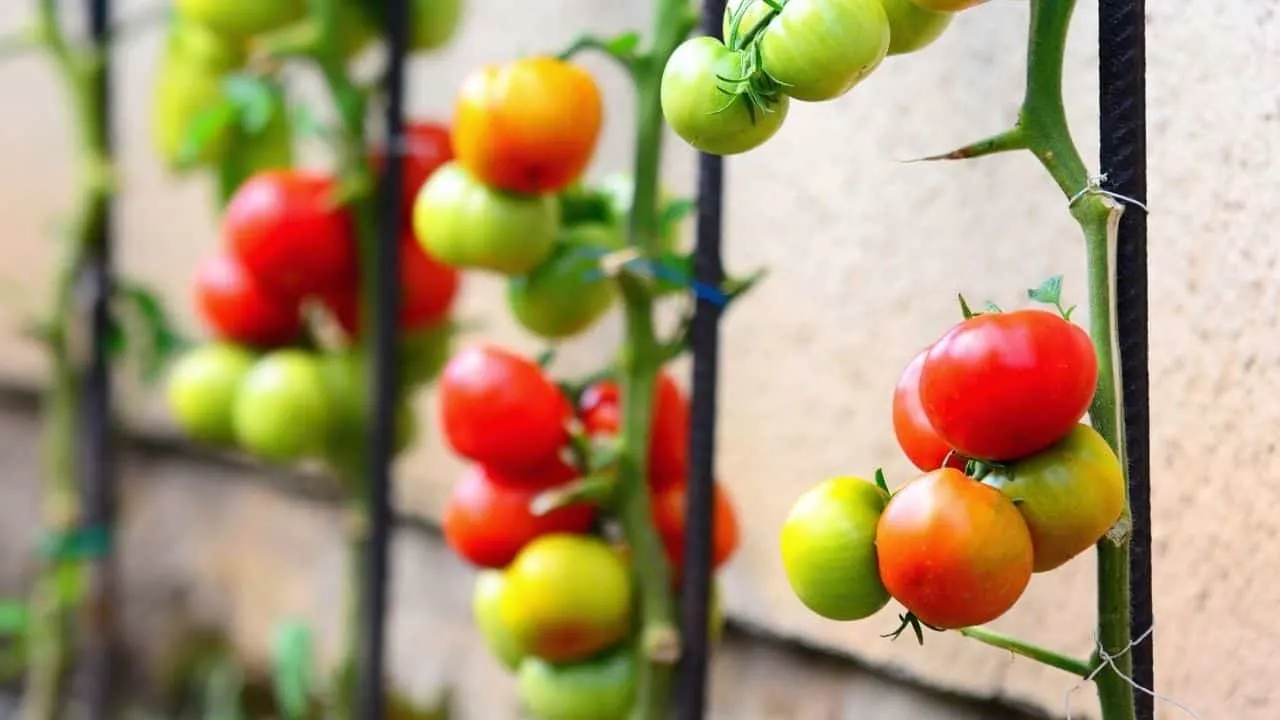 11 Popular Vegetables to Grow Yourself 11