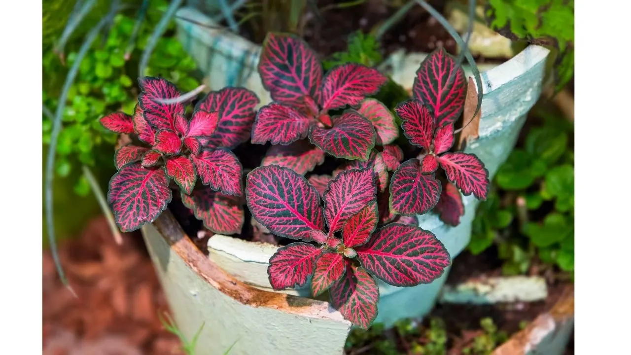10 Best Houseplants With Red Leaves - Who Are They? 5