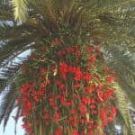 Which Plants Go Well with Palm Trees? 1