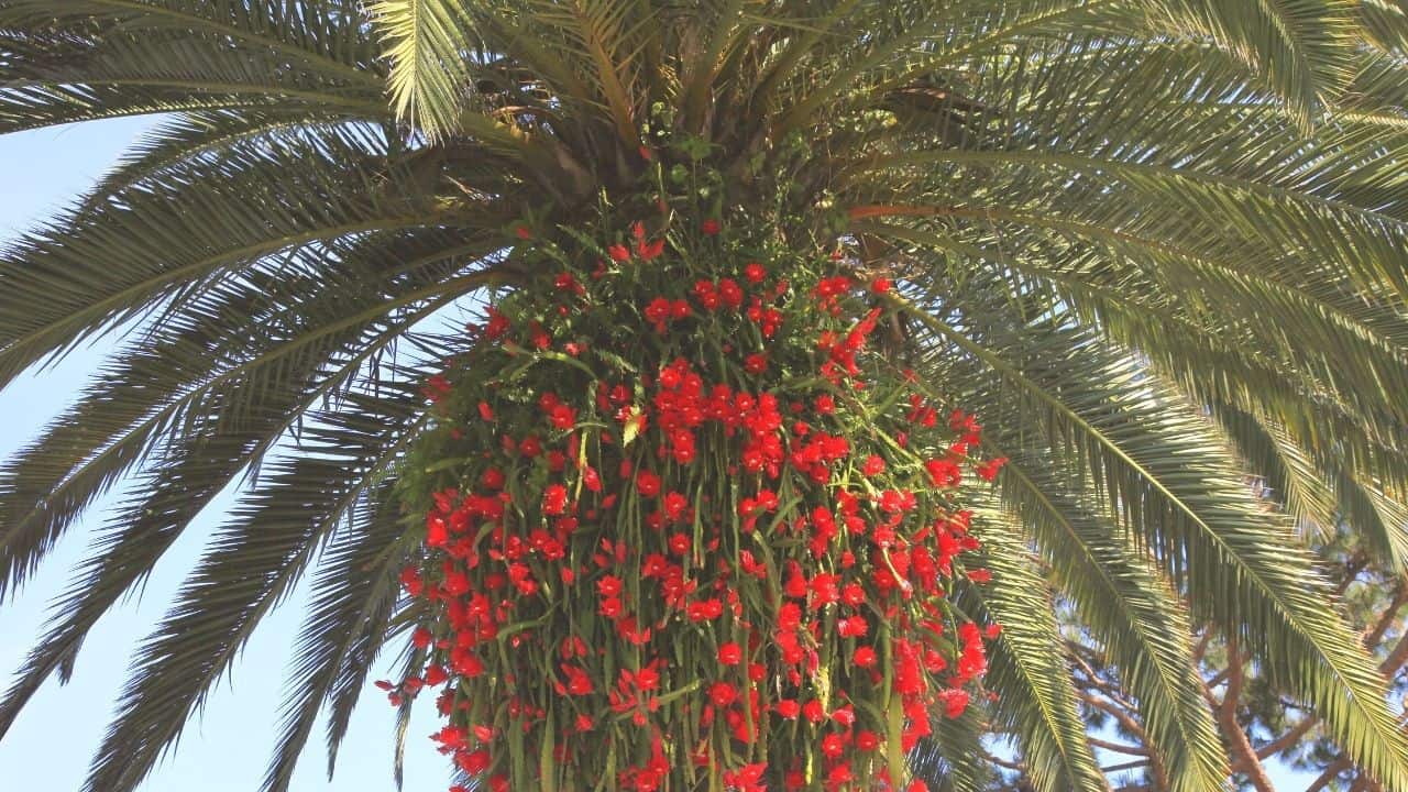 Image of Cactus pygmy date palm companion plant