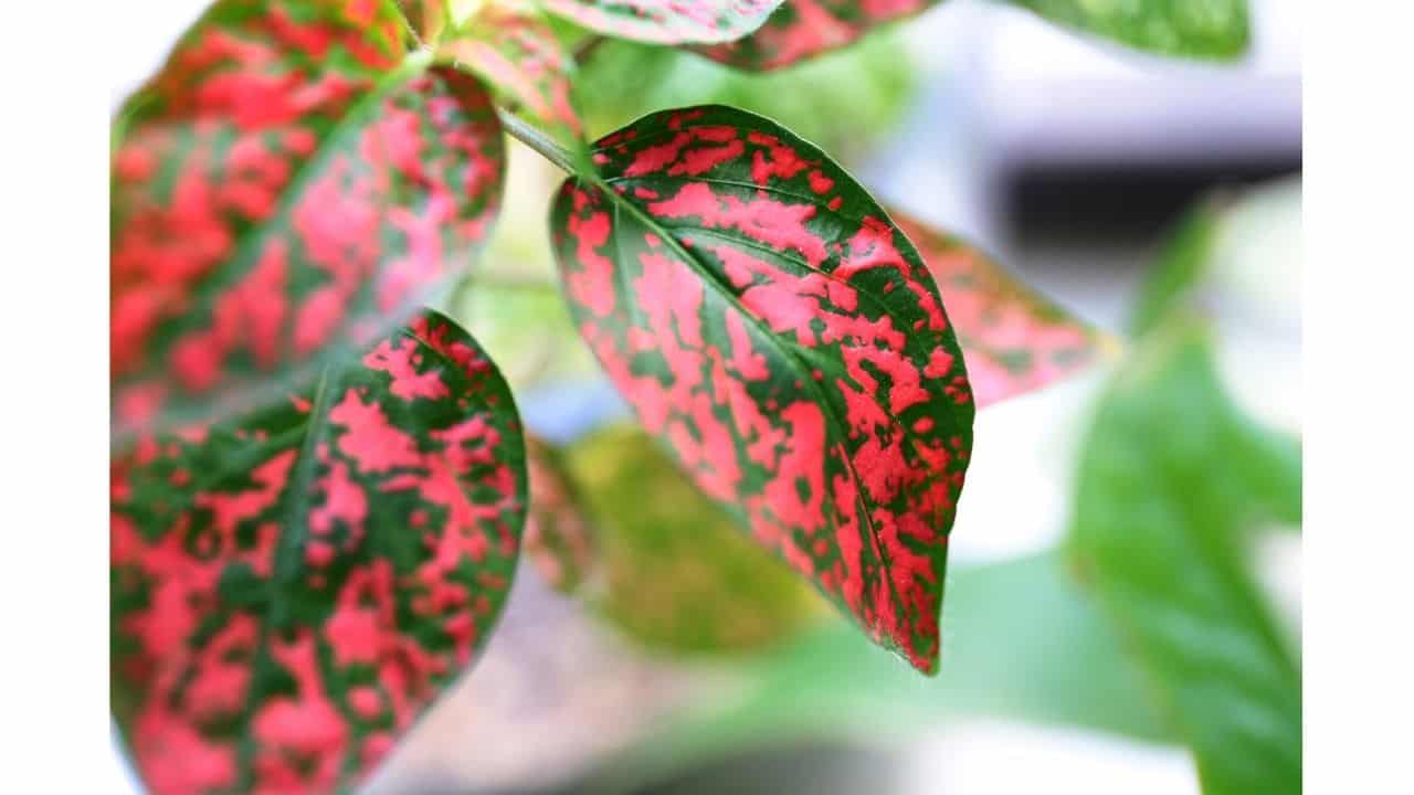 Top 10 House Plants With Red Leaves 7