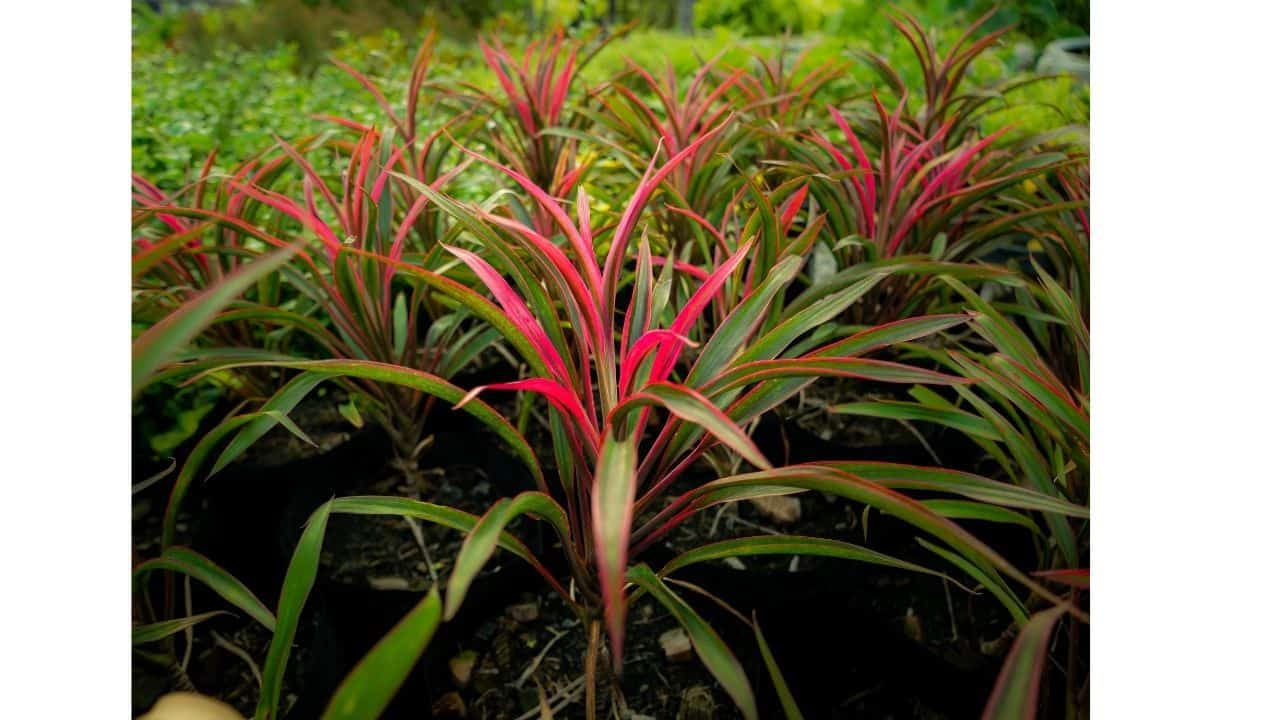 Top 10 House Plants With Red Leaves 8