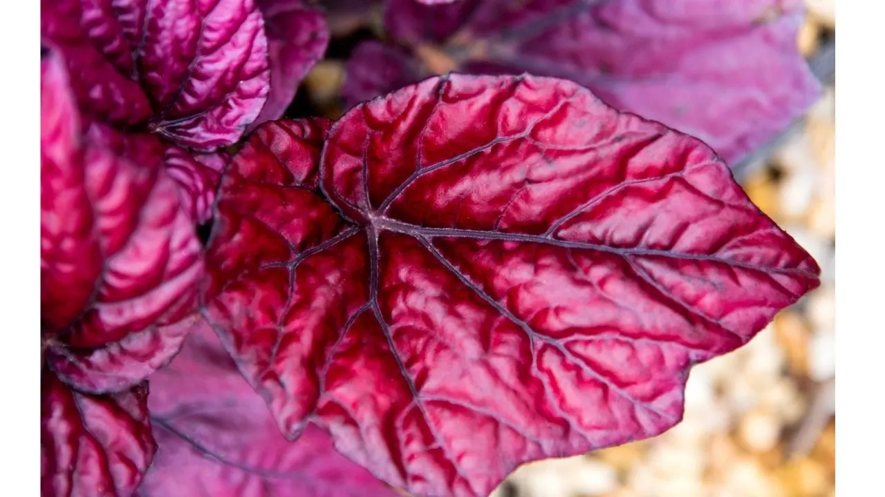 10 Best Houseplants With Red Leaves - Who Are They? 7